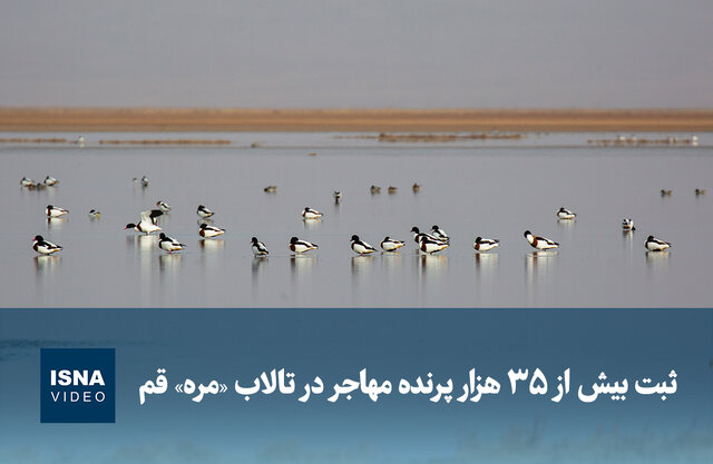 ویدیو/ ثبت بیش از ۳۵ هزار پرنده مهاجر در تالاب «مُره» قم