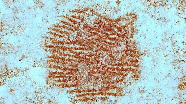 از «نئاندرتال»ها چه می‌دانید؟